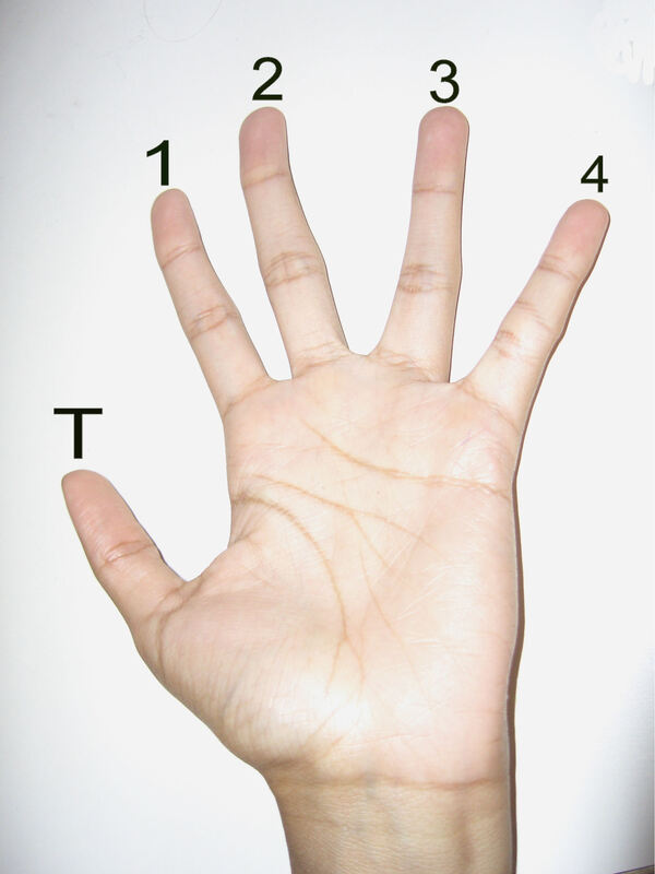 hand finger numbers